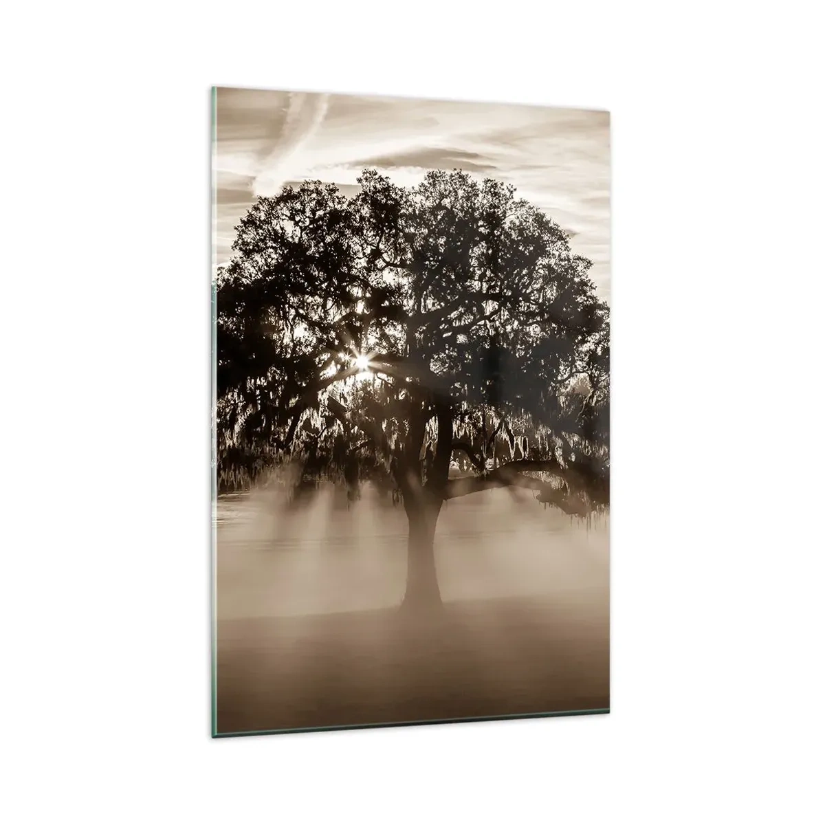 Impression sur verre - Image sur verre - Des rayons de soleil brillent à travers un arbre solitaire - 80x120cm - Arbre de bonnes nouvelles - Décoration murale moderne pour le salon et la chambre ARTTOR