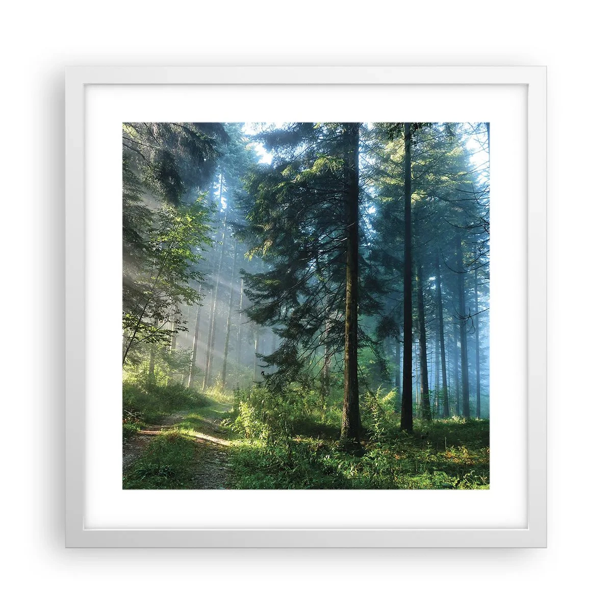Affiche dans un cadre blanc - Poster - Rayonnant le matin - 40x40 cm