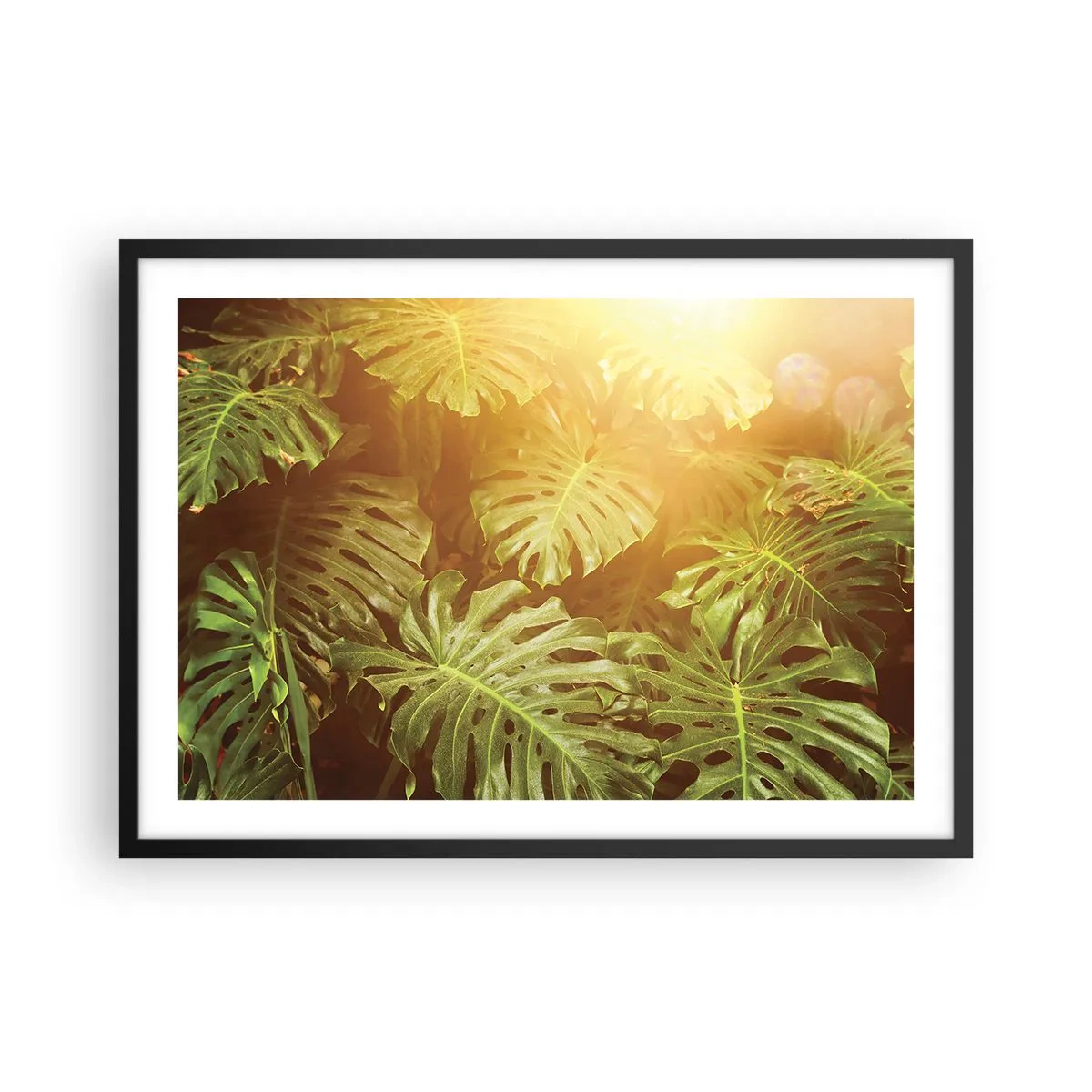 Affiche dans un cadre noir - Poster - Feuilles de Monstera au soleil sur fond naturel - 70x50cm - Se fondre dans la verdure - Décoration murale moderne pour le salon et la chambre ARTTOR