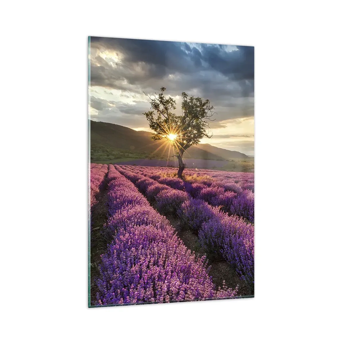 Impression sur verre - Image sur verre - Un champ de lavande avec un arbre solitaire au coucher du soleil - 80x120cm - Arôme de couleur lilas - Décoration murale moderne pour le salon et la chambre ARTTOR