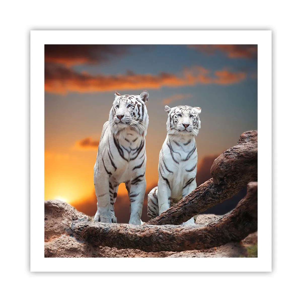 Affiche - Poster - Tout comme à Narnia - 60x60 cm