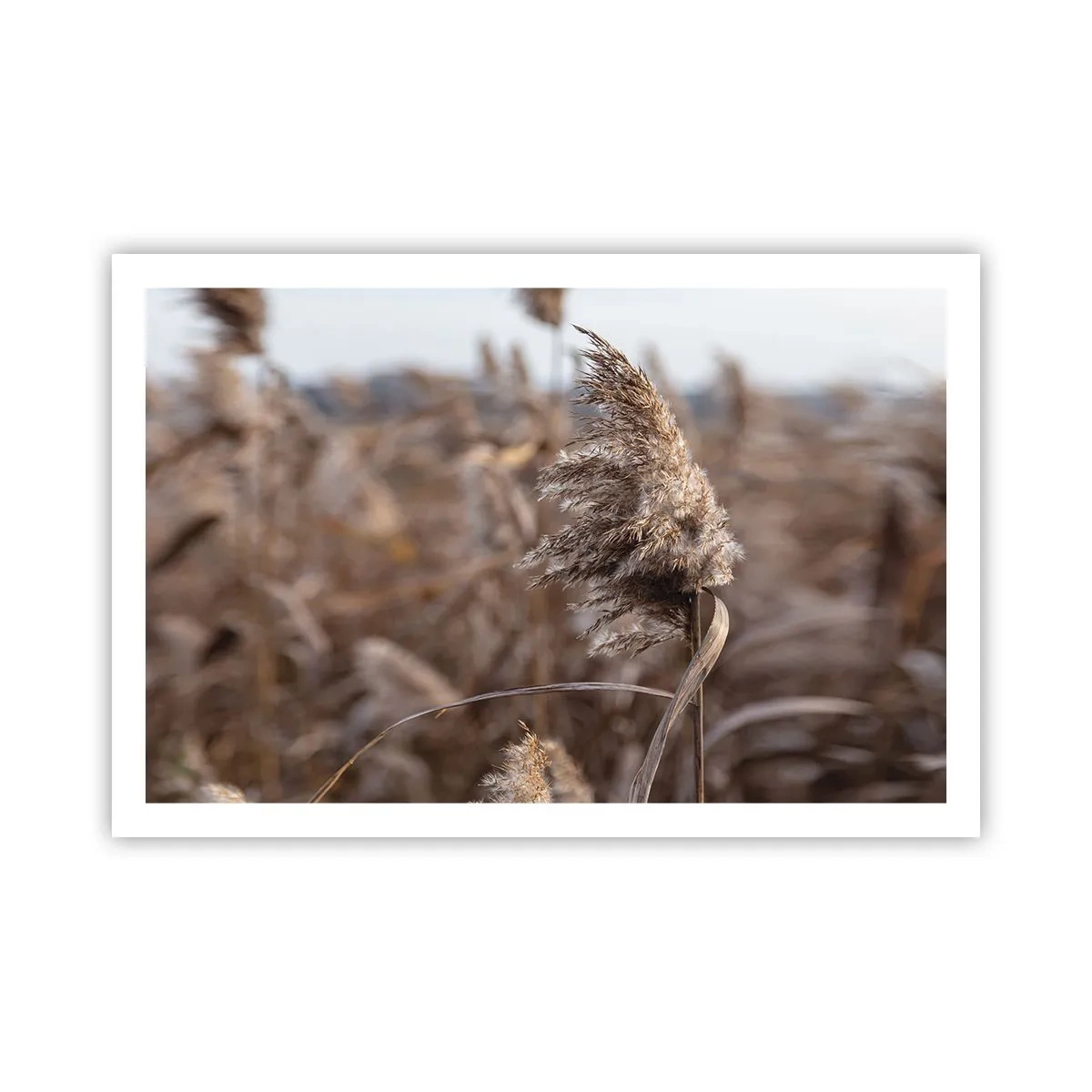 Affiche - Poster - Il est temps de s'envoler avec le vent - 91x61 cm