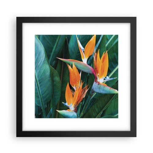 Affiche dans un cadre noir - Poster - Est-ce une fleur, est-ce un oiseaux? - 30x30 cm