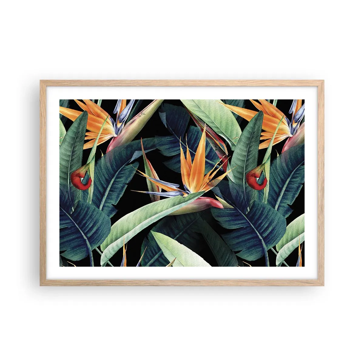 Affiche dans un chêne clair - Poster - Fleurs flamboyantes des tropiques - 70x50 cm