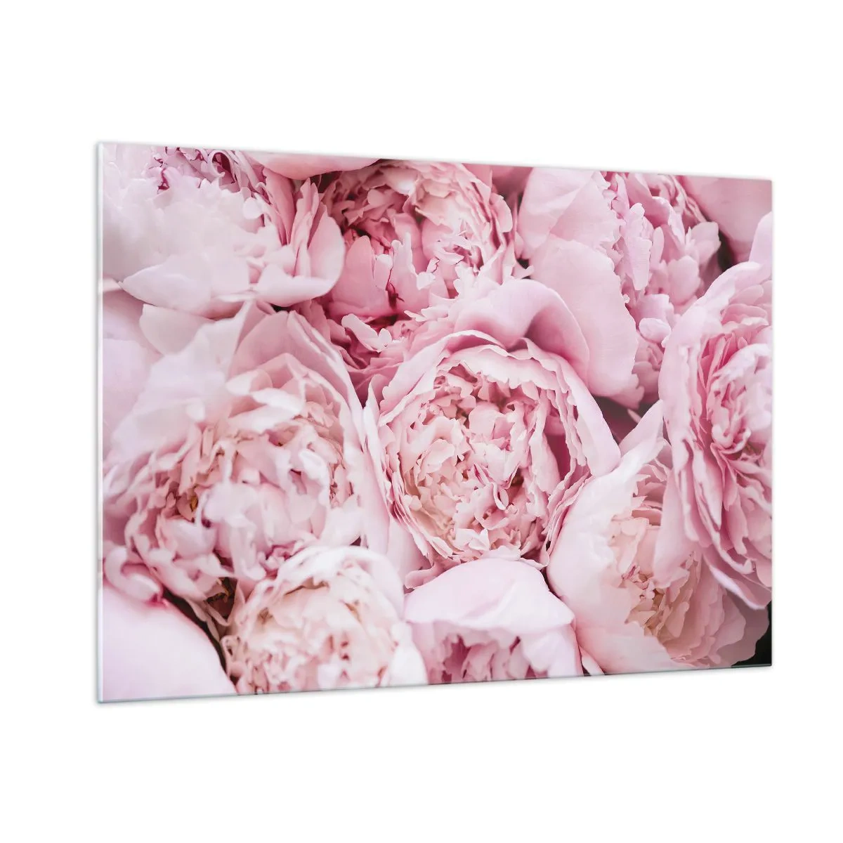 Impression sur verre - Image sur verre - Gros plan d'un bouquet de pivoines rose clair - 100x70cm - Caliné et parfumé - Décoration murale moderne pour le salon et la chambre ARTTOR