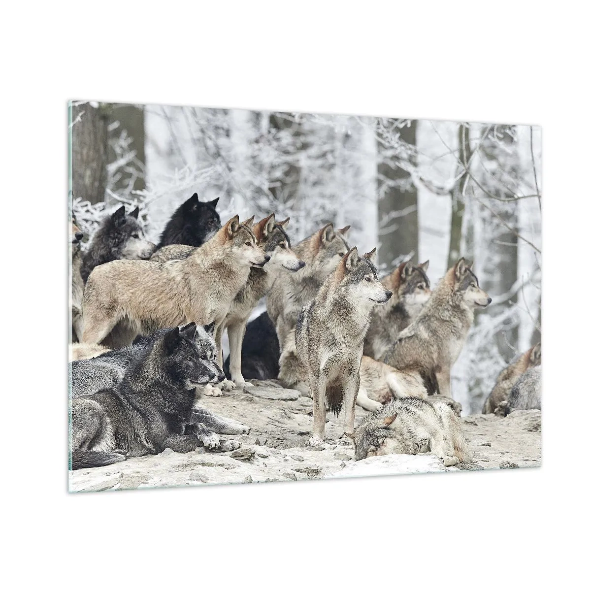 Impression sur verre - Image sur verre - Une meute de loups dans la forêt d'hiver - 100x70cm - Famille et amis - Décoration murale moderne pour le salon et la chambre ARTTOR