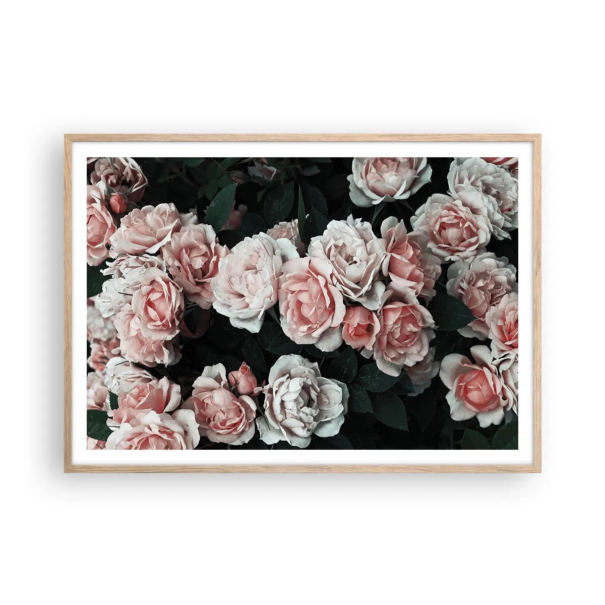 Affiche dans un chêne clair - Poster - Ensemble de rose - 100x70 cm