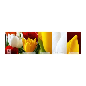 Échantillon De Papier Peint Standard Eco - La fièvre des tulipes - Fleurs, Tulipes, Bouquet de fleurs - 100x30 cm