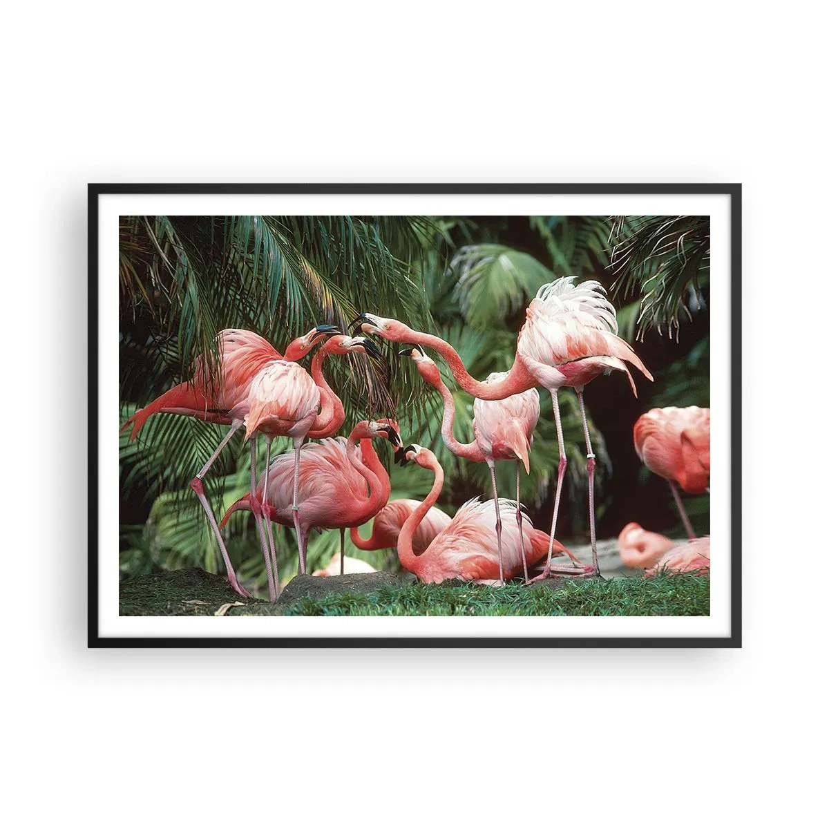 Affiche dans un cadre noir - Poster - Un groupe de flamants roses dans un cadre tropical entouré de palmiers - 100x70cm - Potins d'après-midi - Décoration murale moderne pour le salon et la chambre ARTTOR