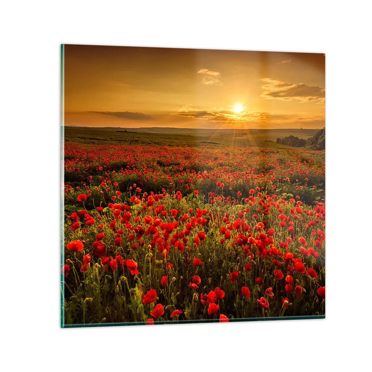 Impression sur verre - Image sur verre - Parmi les vagues des prairies bruissantes, parmi les fleurs du déluge - 40x40 cm