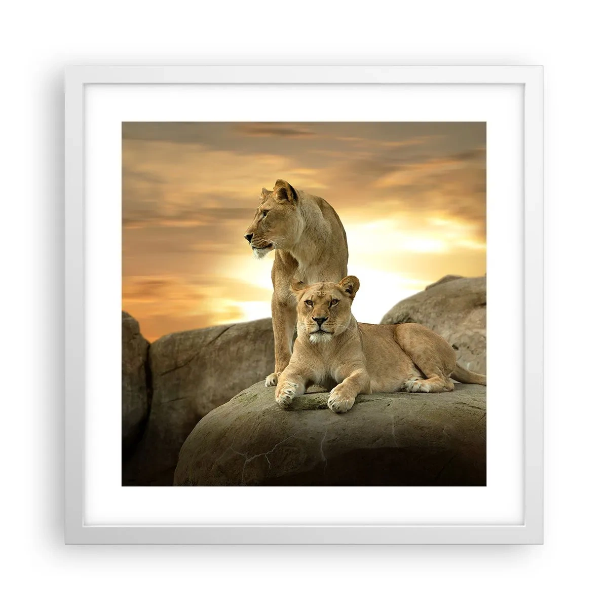 Affiche dans un cadre blanc - Poster - Majesté royale - 40x40 cm