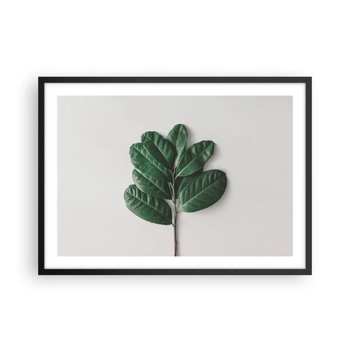 Affiche dans un cadre noir - Poster - Un brin de feuilles vertes sur un fond clair - 70x50cm - Dessin de la nature elle-même - Décoration murale moderne pour le salon et la chambre ARTTOR