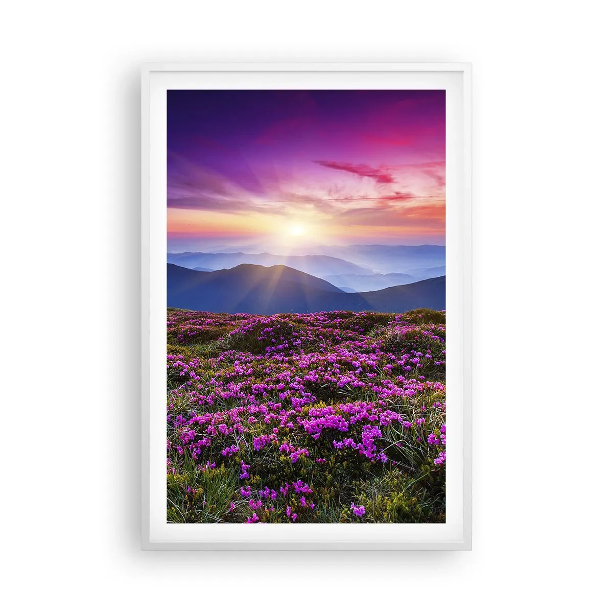 Affiche dans un cadre blanc - Poster - Les herbes sentaient les grappes fraîches de la récolte - 61x91 cm