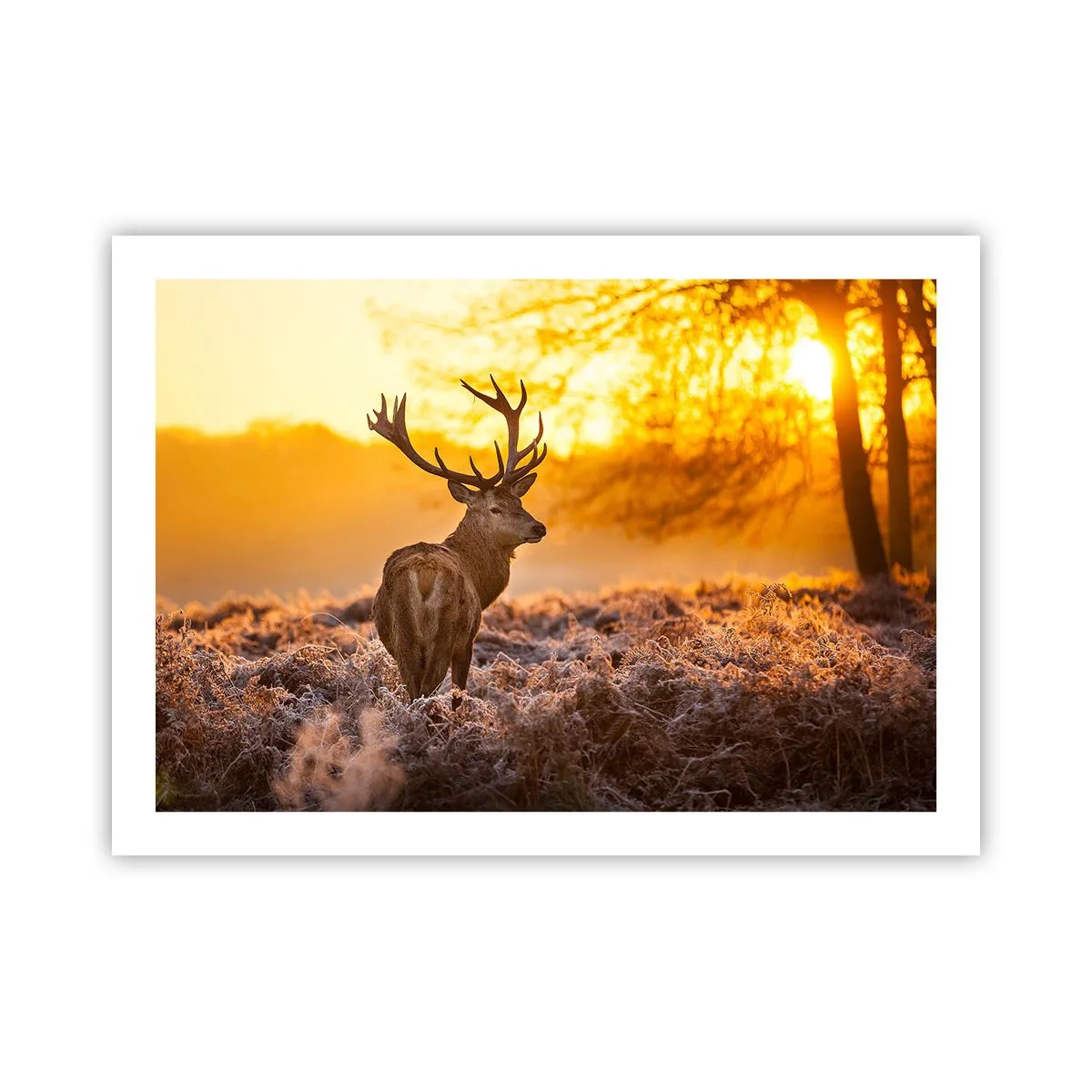 Affiche - Poster - Roi de la forêt automnal - 70x50 cm