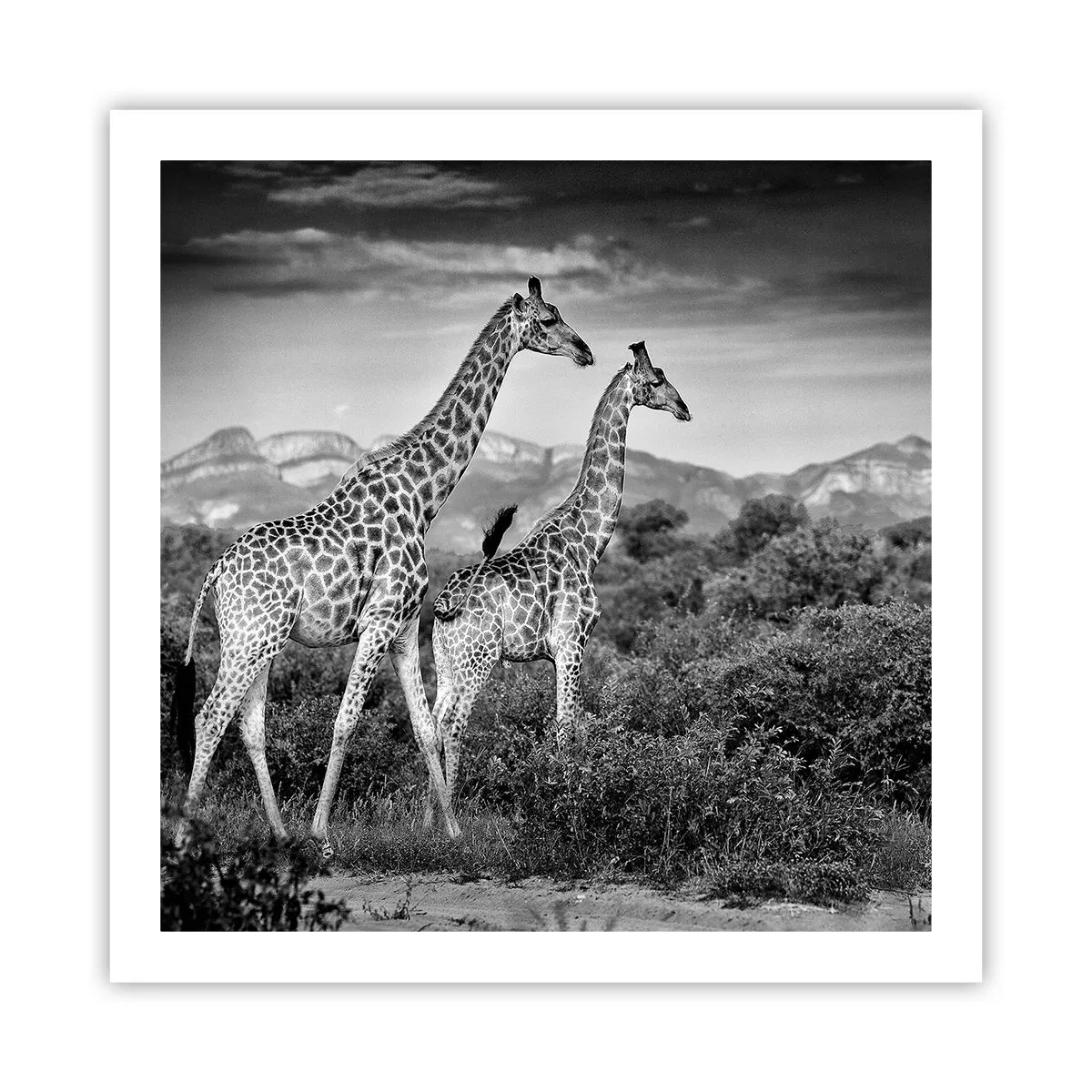 Affiche - Poster - Hautes sphères en Afrique - 60x60 cm