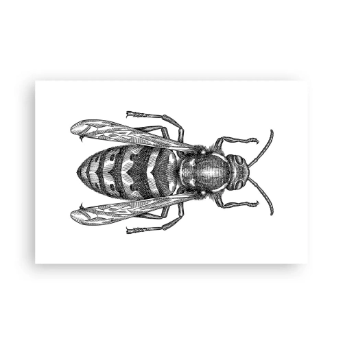 Affiche - Poster - D'une planète d'insectes - 91x61 cm