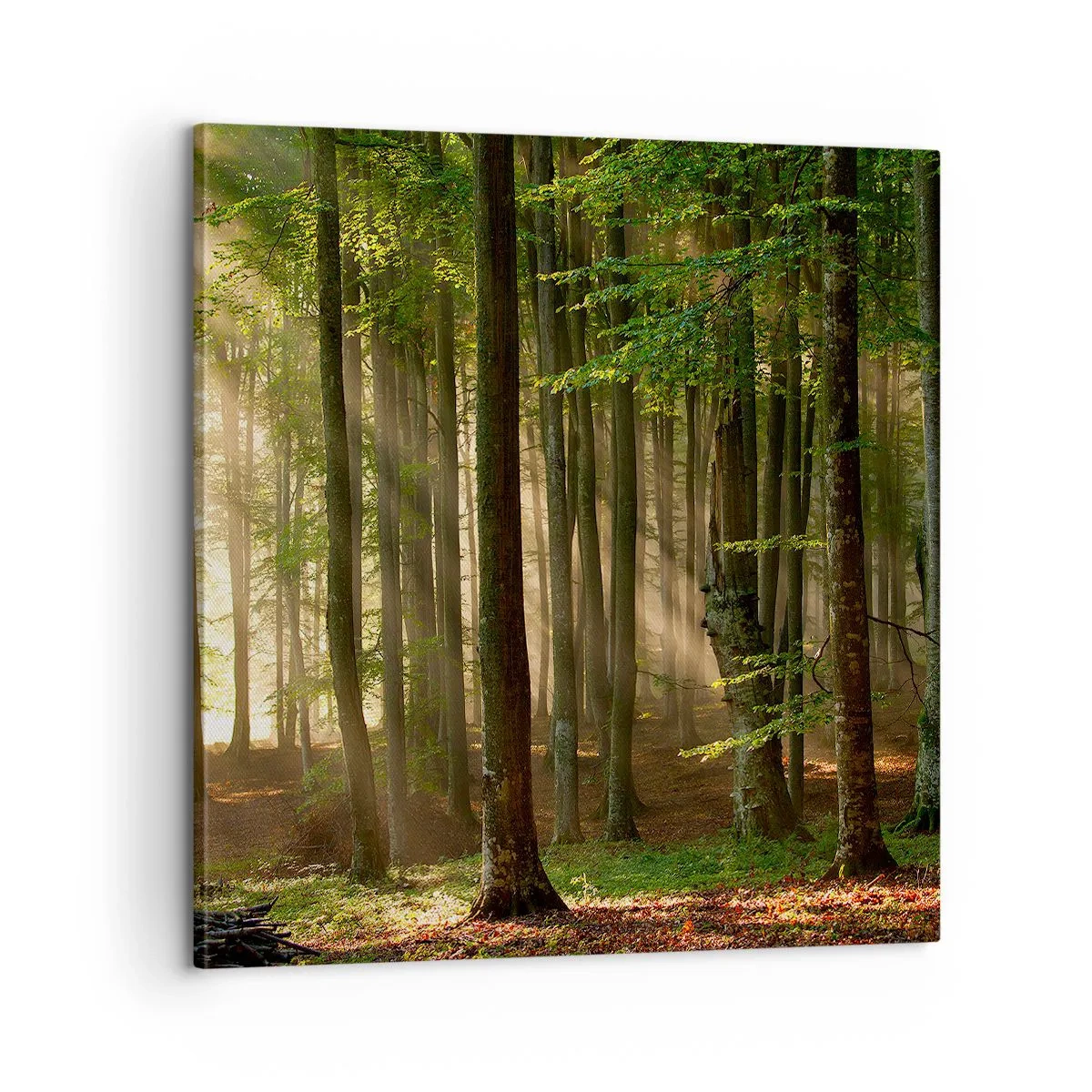 Impression sur toile - Image sur toile - Rayon d'un matin de printemps - 60x60 cm
