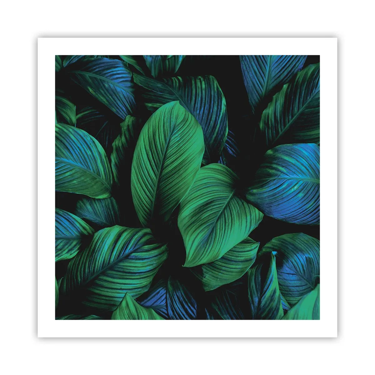 Affiche - Poster - Dans la foule verte - 60x60 cm