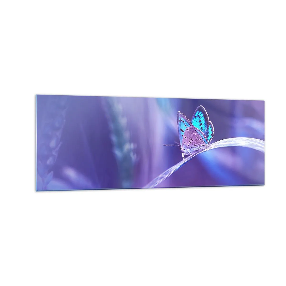 Impression sur verre - Image sur verre - Un délicat papillon bleu sur une tige dans une lumière violette - 140x50cm - Un joyau de la nature - Décoration murale moderne pour le salon et la chambre ARTTOR