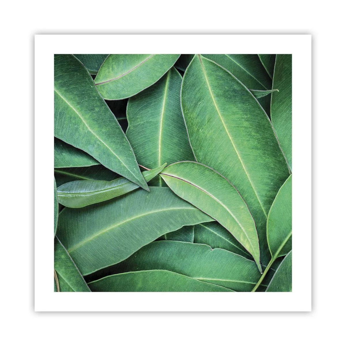 Affiche - Poster - Juteux et frais - 50x50 cm