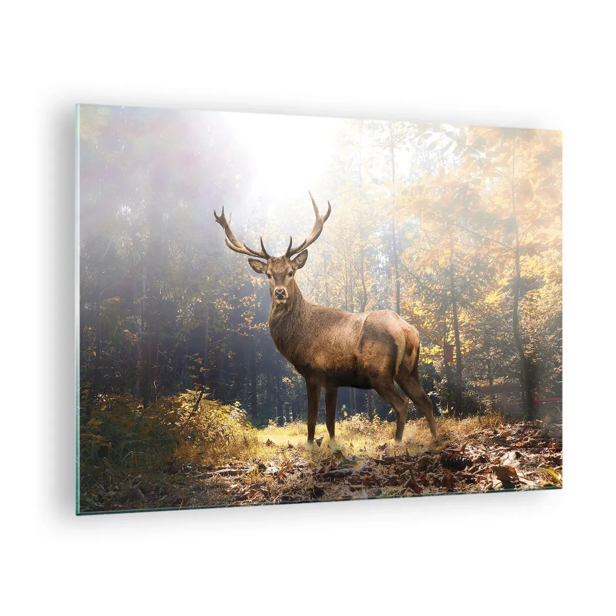 Impression sur verre - Image sur verre - Un cerf majestueux dans une forêt d'automne ensoleillée - 70x50cm - Toute sa majesté - Décoration murale moderne pour le salon et la chambre ARTTOR
