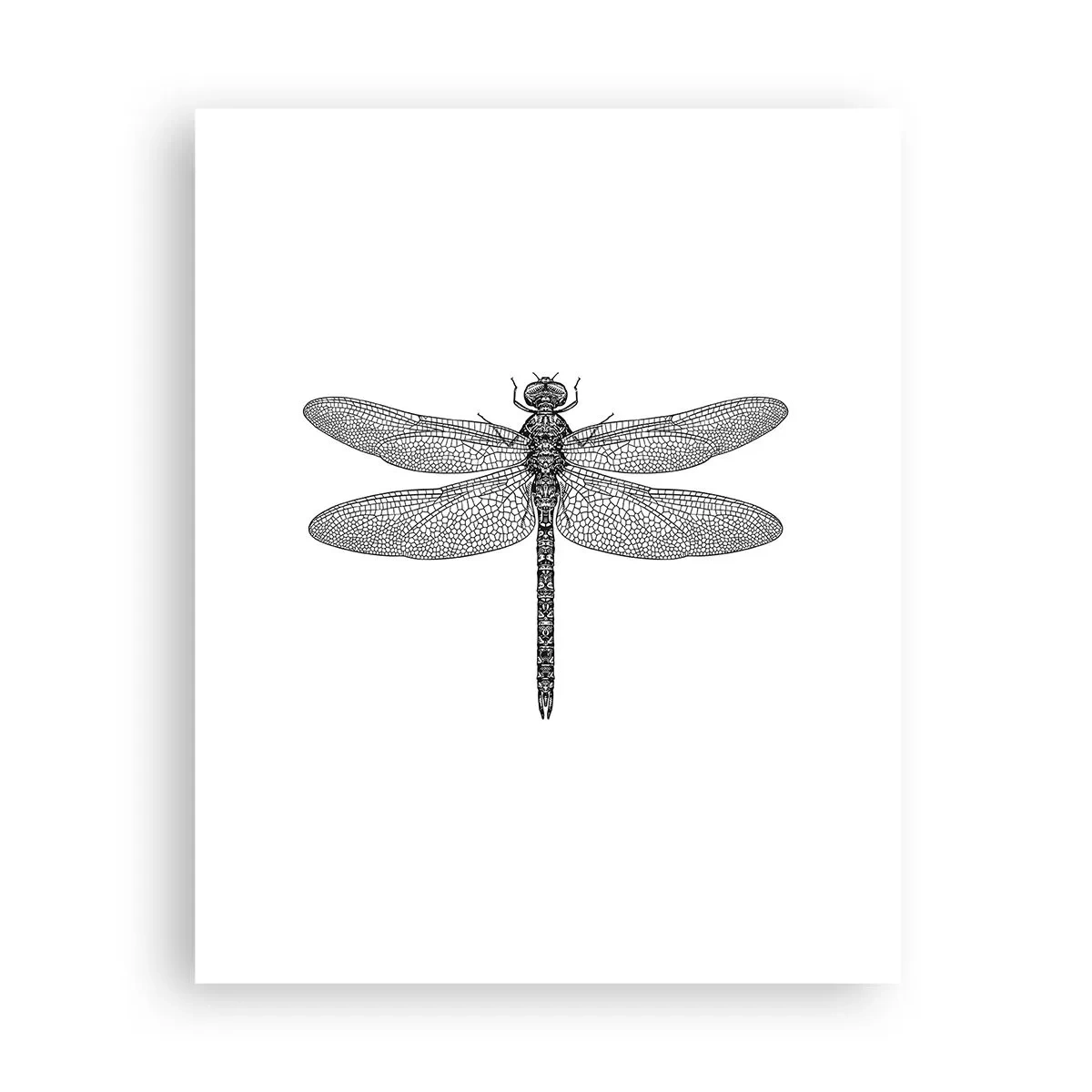 Affiche - Poster - Précision de la nature - 40x50 cm