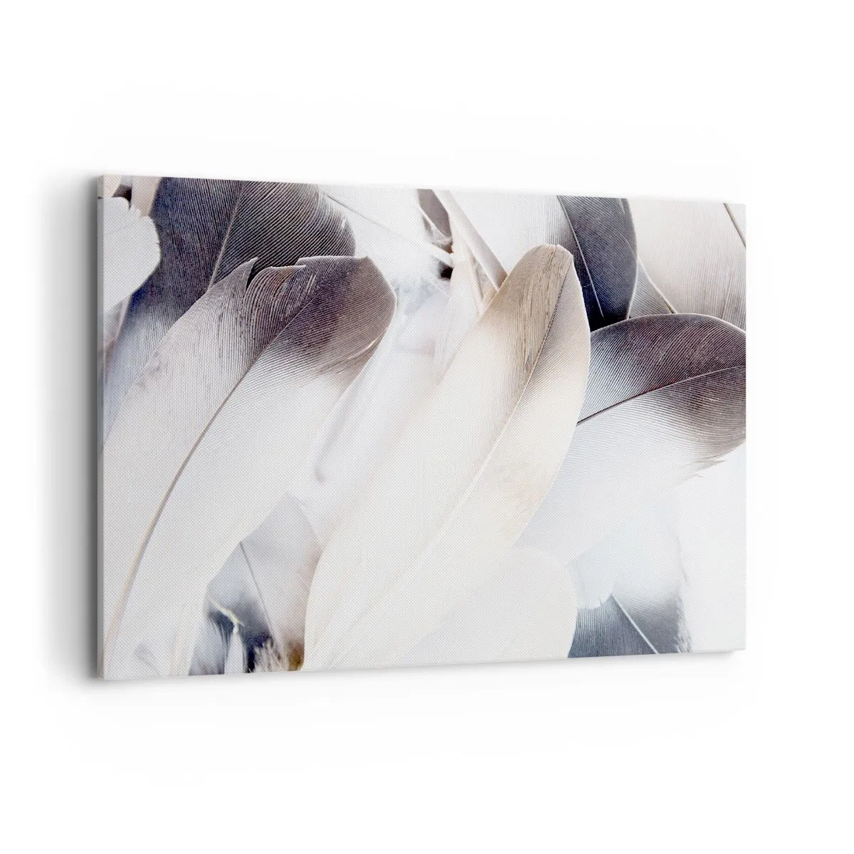 Impression sur toile - Image sur toile - Gros plan de plumes délicates dans des tons de blanc et de gris - 120x80cm - Presque angélique - Décoration murale moderne pour le salon et la chambre ARTTOR