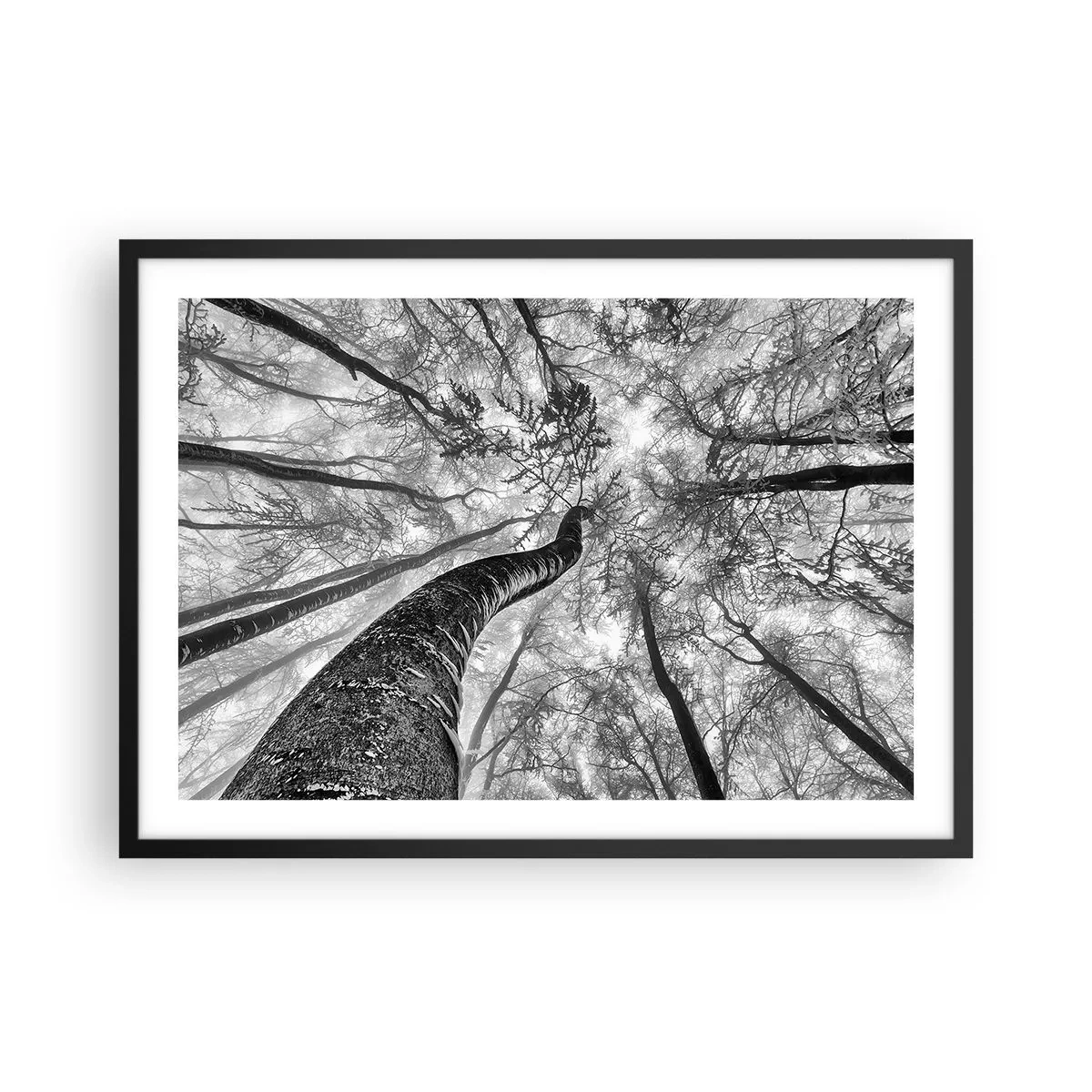 Affiche dans un cadre noir - Poster - Perspective d'arbres dans une forêt vue d'en bas en nuances de gris - 70x50cm - Course vers la lumière - Décoration murale moderne pour le salon et la chambre ARTTOR