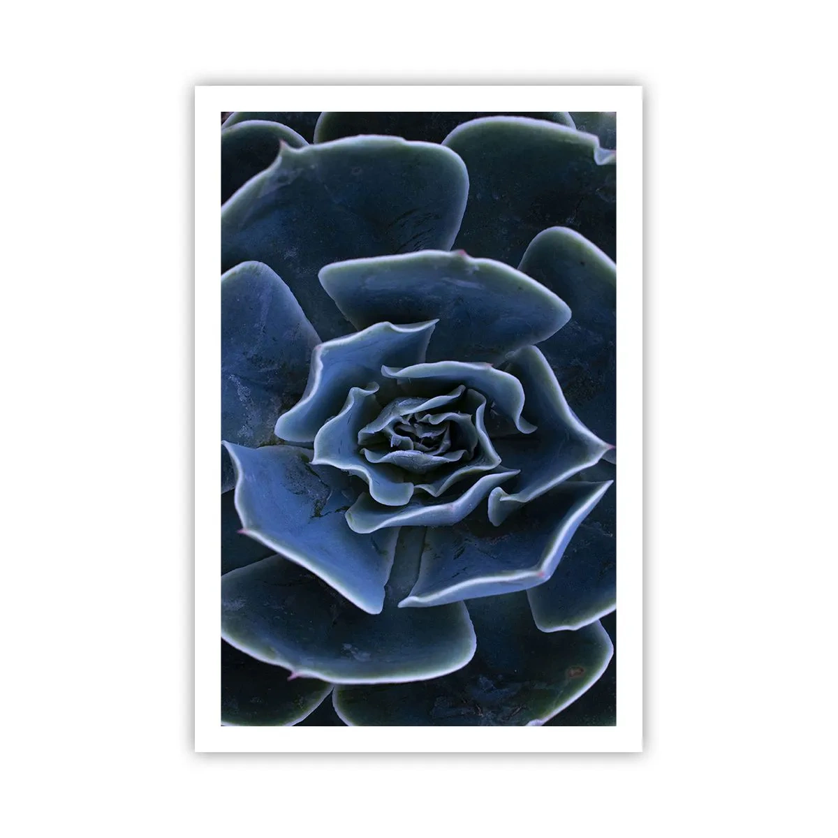 Affiche - Poster - Fleur du désert - 61x91 cm