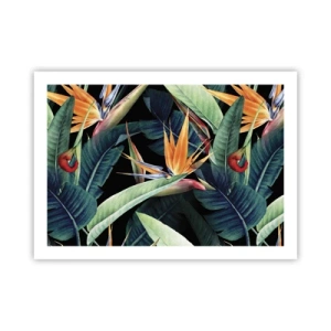 Affiche - Poster - Fleurs flamboyantes des tropiques - 70x50 cm