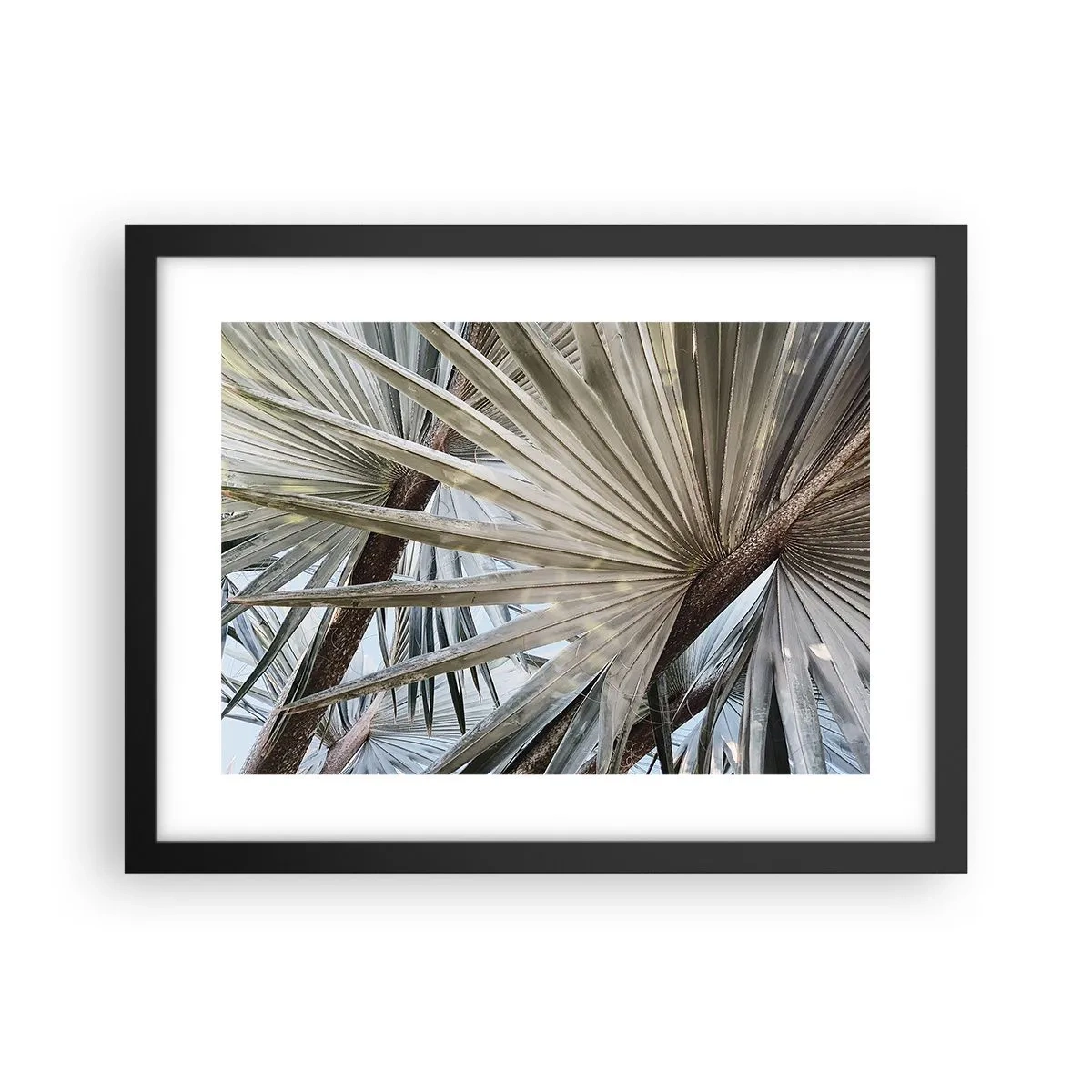 Affiche dans un cadre noir - Poster - Evantail sous les tropiques - 40x30 cm