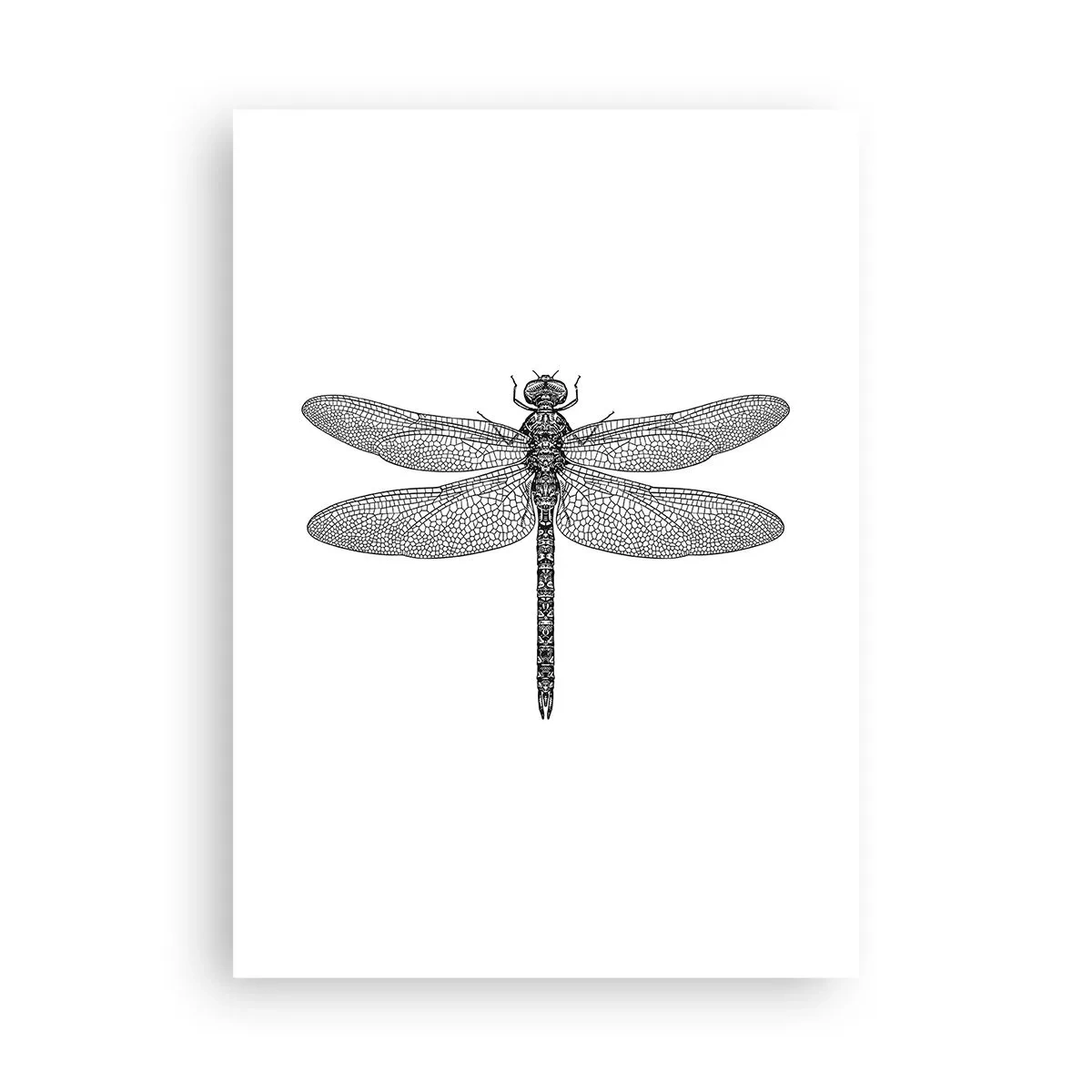 Affiche - Poster - Illustration en noir et blanc d'une libellule sur fond blanc - 50x70cm - Précision de la nature - Décoration murale moderne pour le salon et la chambre ARTTOR