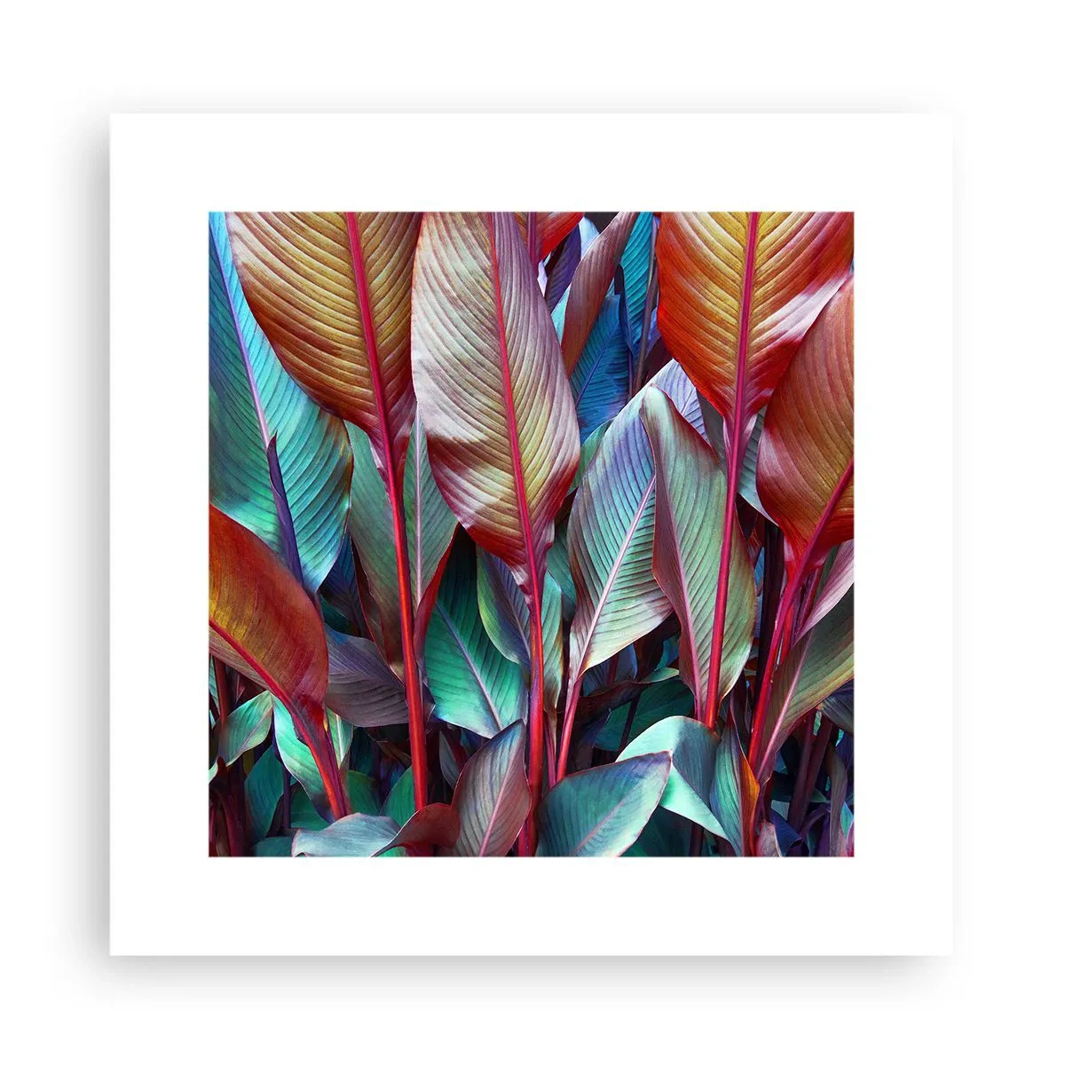 Affiche - Poster - Un fourré coloré - 30x30 cm