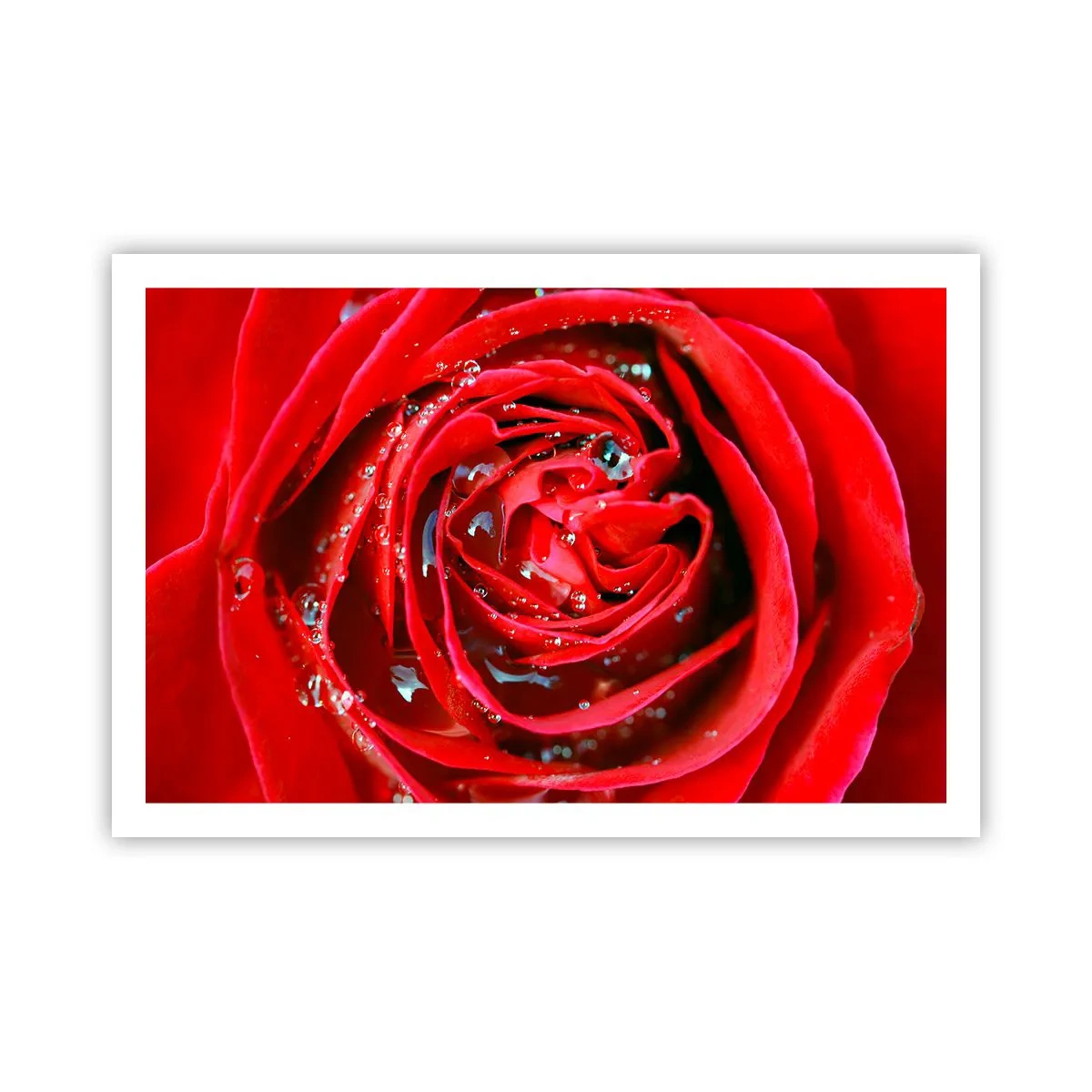 Affiche - Poster - Dans les gouttes de rosée - 91x61 cm