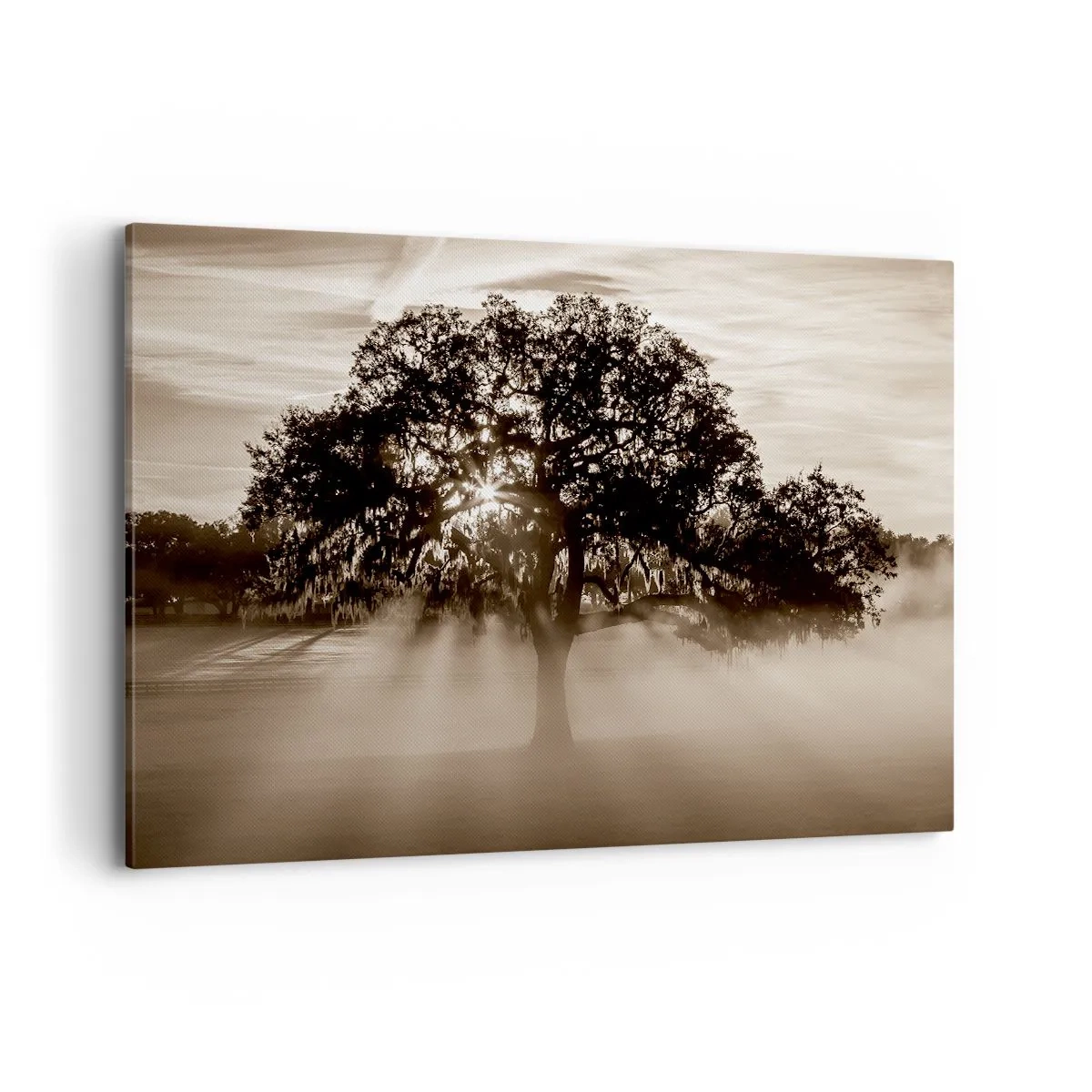 Impression sur toile - Image sur toile - Des rayons de soleil brillent à travers un arbre solitaire - 120x80cm - Arbre de bonnes nouvelles - Décoration murale moderne pour le salon et la chambre ARTTOR