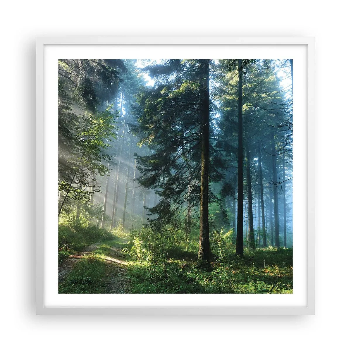 Affiche dans un cadre blanc - Poster - Rayonnant le matin - 60x60 cm