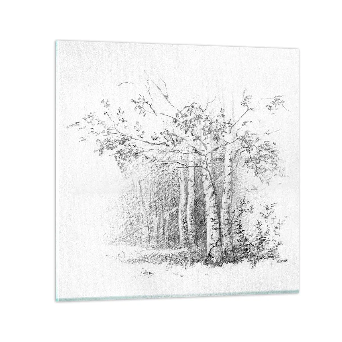 Impression sur verre - Image sur verre - Lumière d'une forêt de bouleaux - 30x30 cm