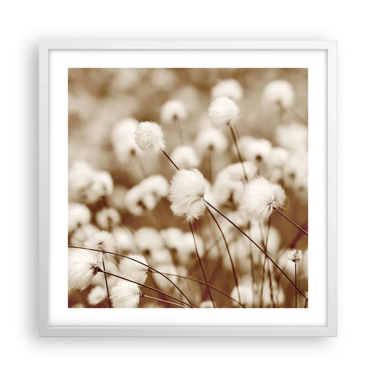 Affiche dans un cadre blanc - Poster - Tige moelleuse - 50x50 cm