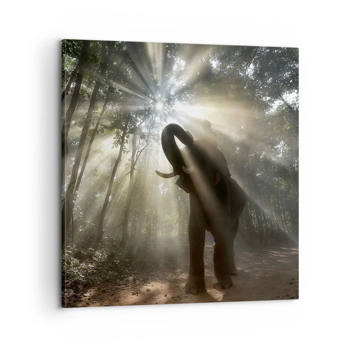 Impression sur toile - Image sur toile - Sous la bonne étoile - 60x60 cm