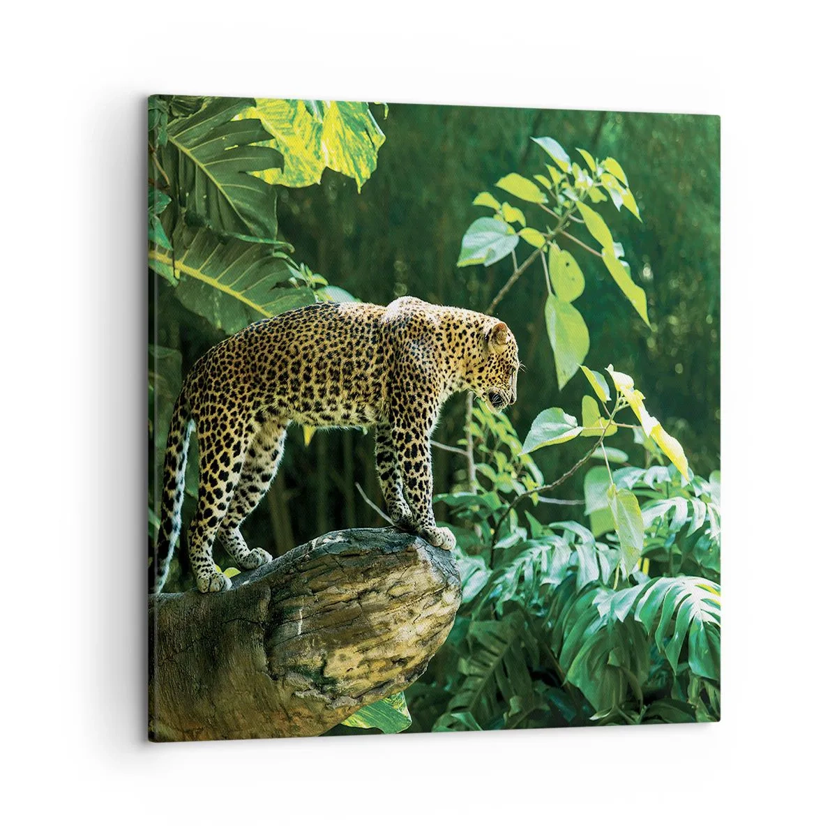 Impression sur toile - Image sur toile - À la chasse? - 50x50 cm