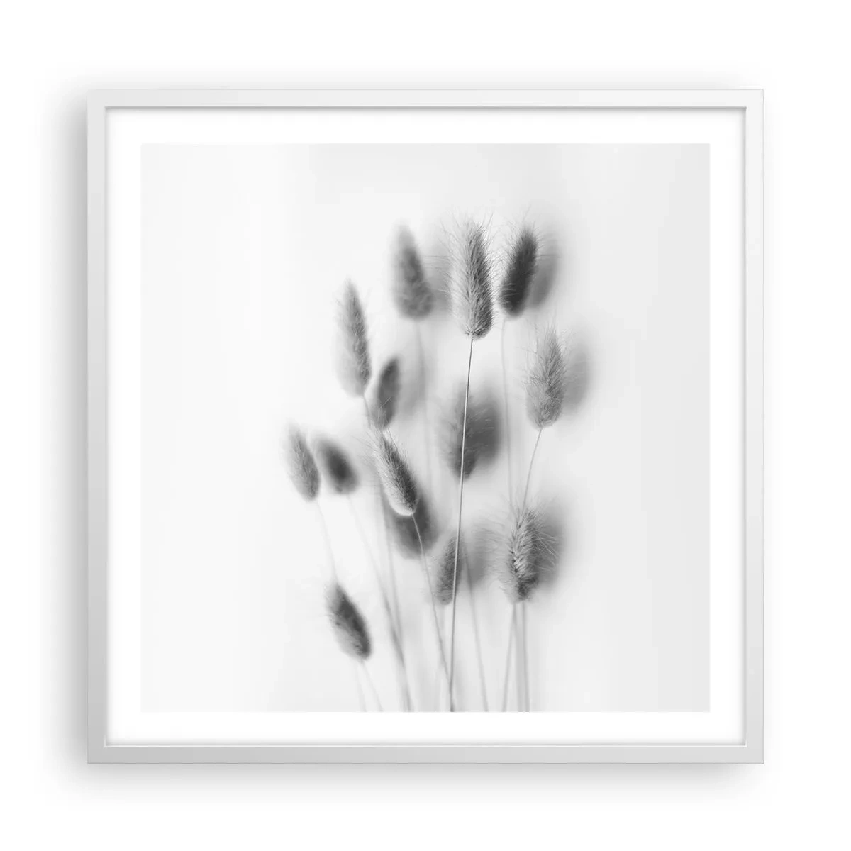 Affiche dans un cadre blanc - Poster - Son herbe duveteuse - 60x60 cm