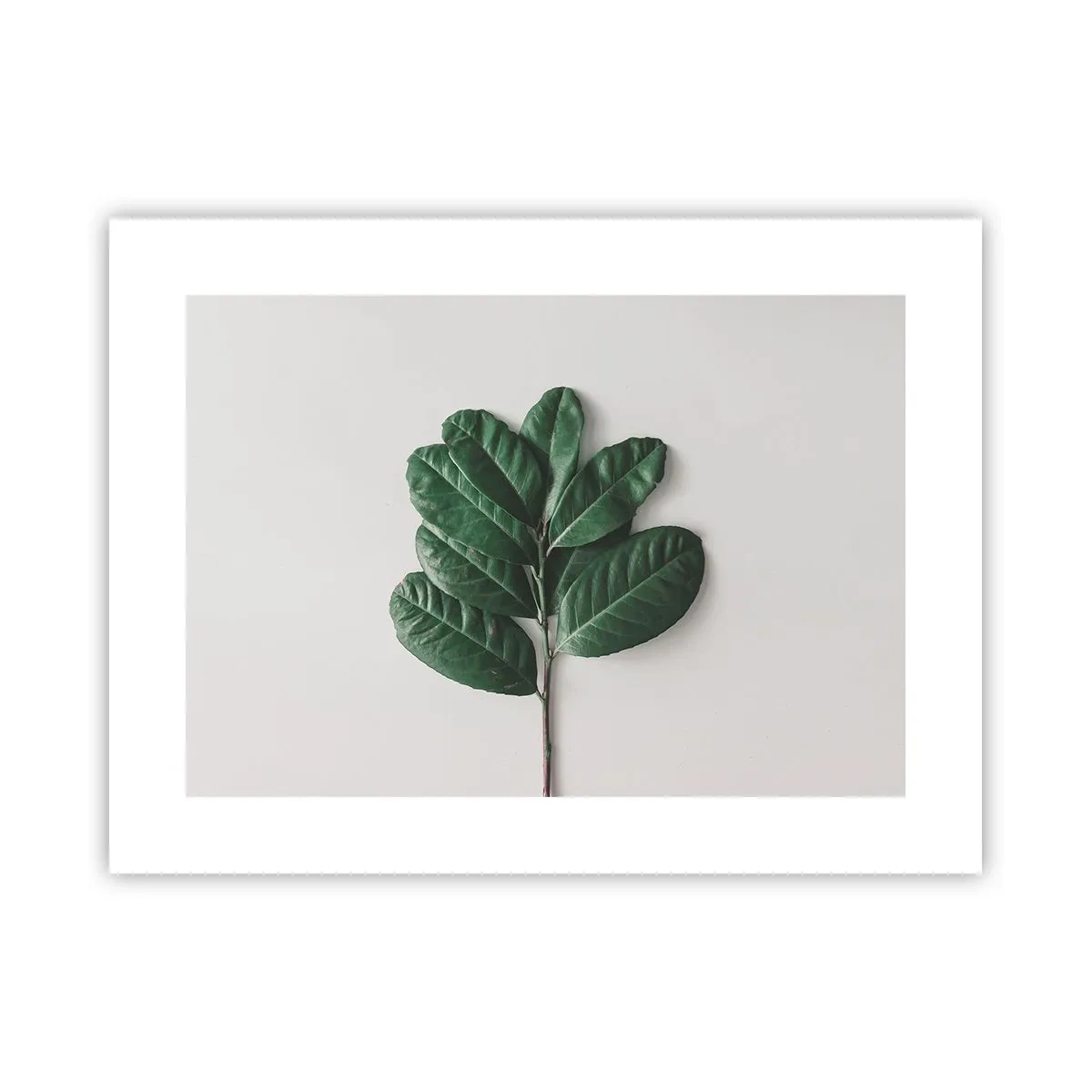 Affiche - Poster - Dessin de la nature elle-même - 40x30 cm