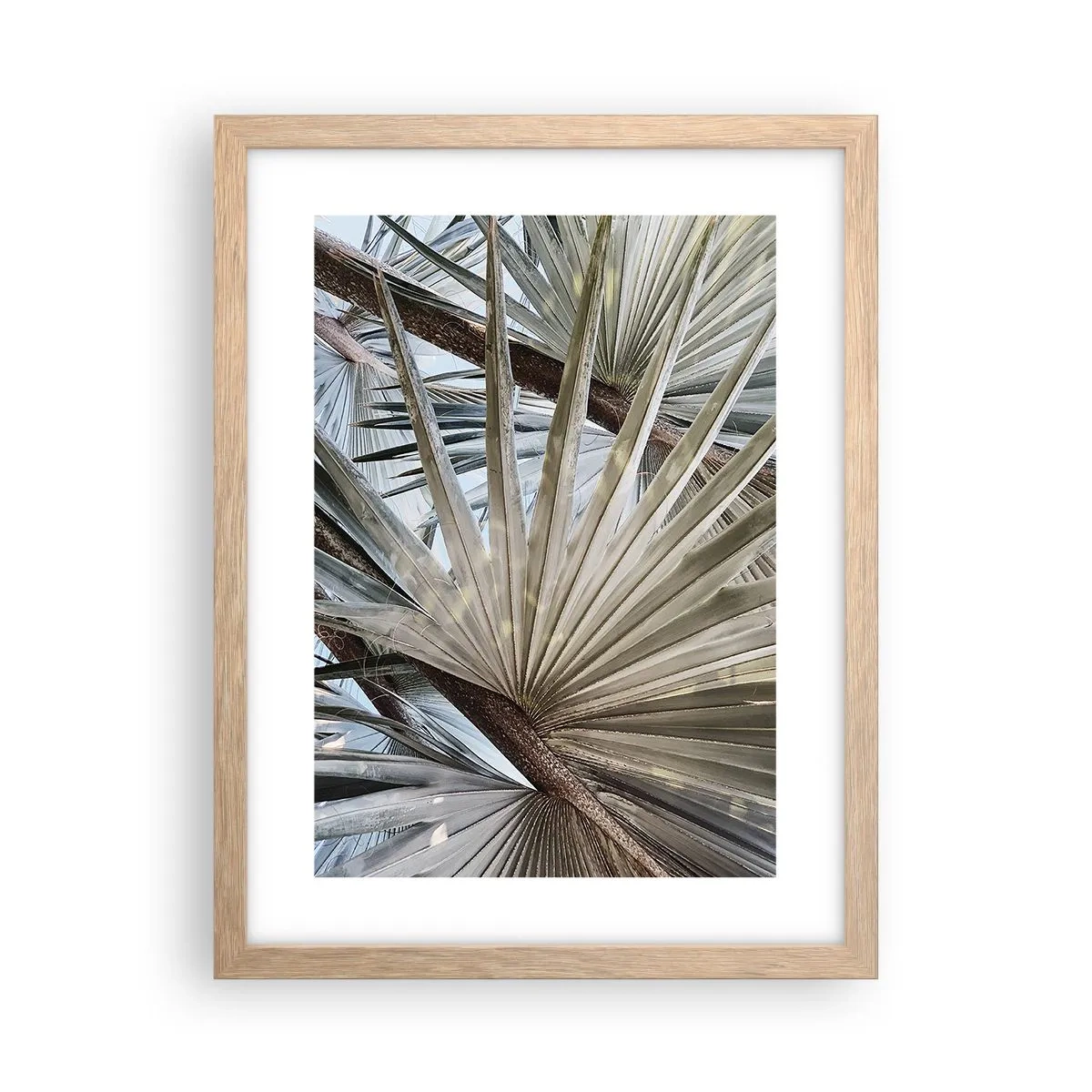 Affiche dans un chêne clair - Poster - Evantail sous les tropiques - 30x40 cm