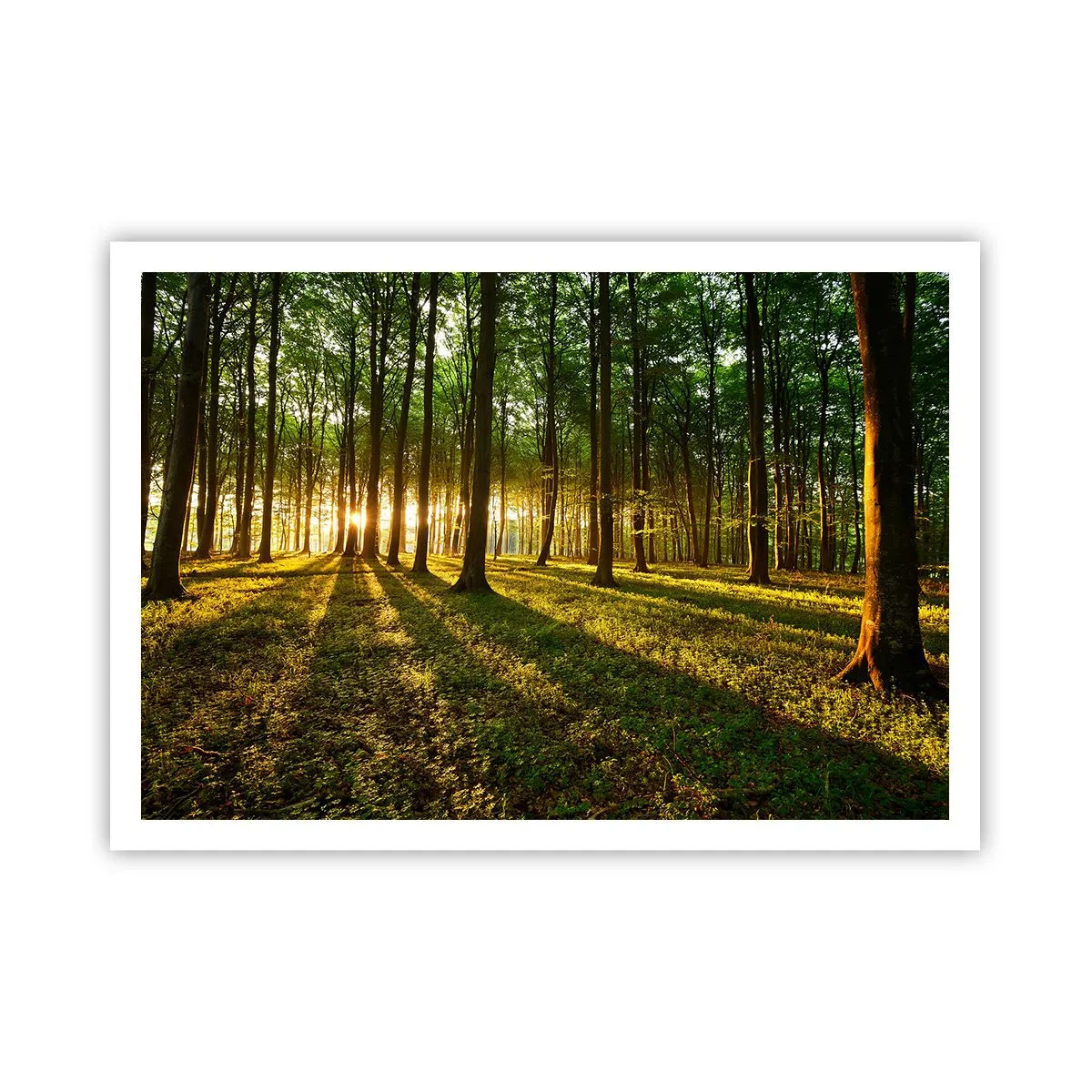 Affiche - Poster - Le soleil couchant dans la forêt de feuillus - 100x70cm - Toutes les photographies de printemps - Décoration murale moderne pour le salon et la chambre ARTTOR