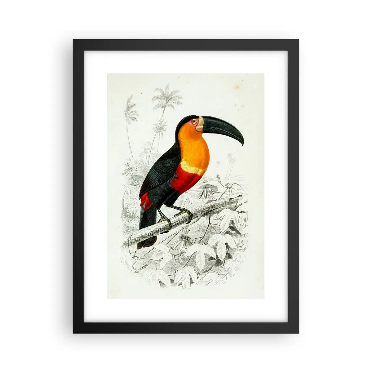 Affiche dans un cadre noir - Poster - Couleurs des oiseaux - 30x40 cm