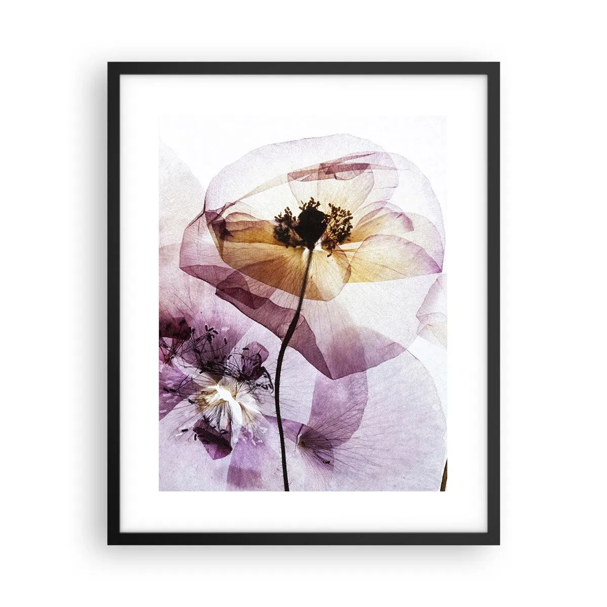 Affiche dans un cadre noir - Poster - Corps de fleurs transparente - 40x50 cm