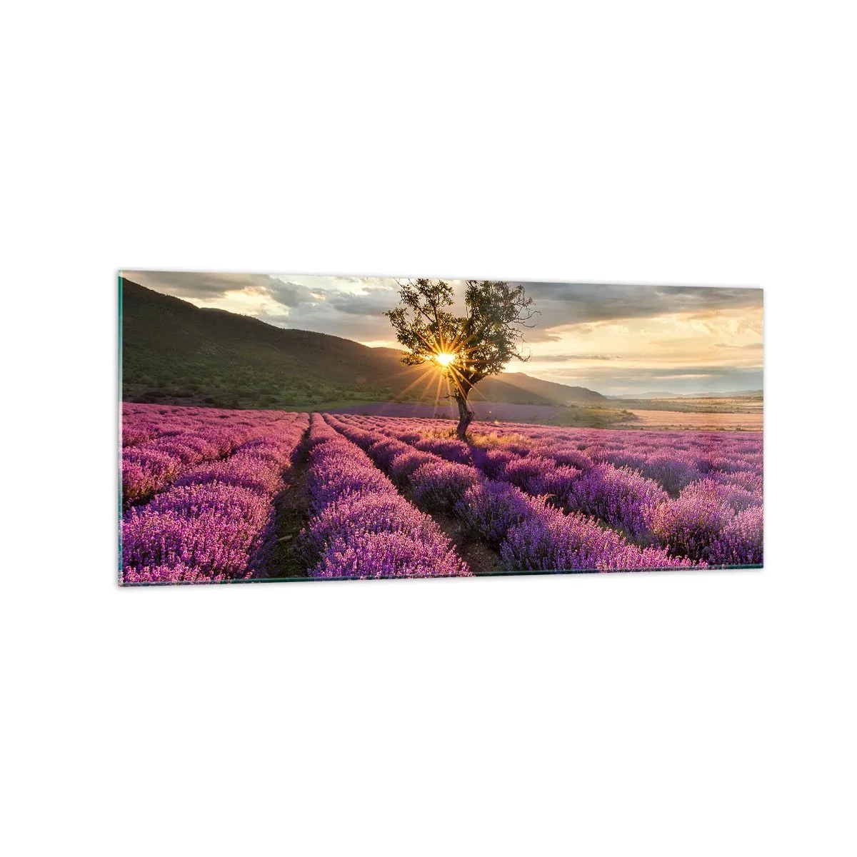 Impression sur verre - Image sur verre - Un champ de lavande avec un arbre solitaire au coucher du soleil - 120x50cm - Arôme de couleur lilas - Décoration murale moderne pour le salon et la chambre ARTTOR