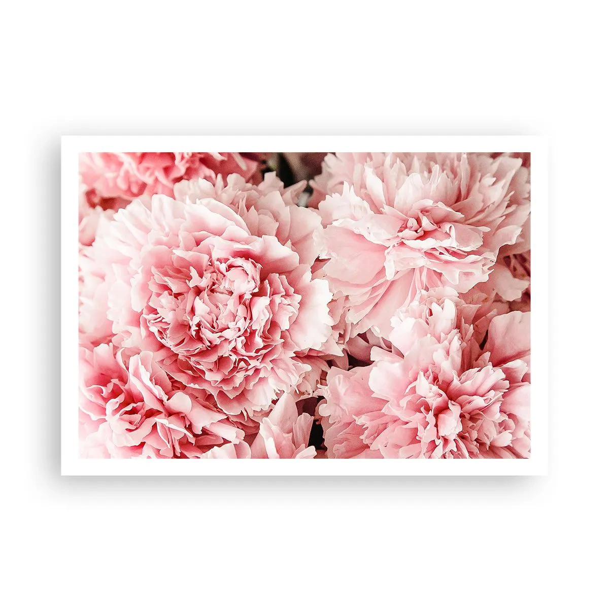 Affiche - Poster - Pivoines roses subtiles dans un décor délicat - 100x70cm - Rêve rose - Décoration murale moderne pour le salon et la chambre ARTTOR