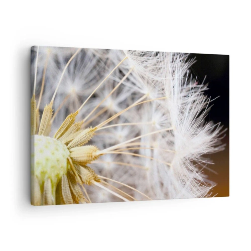 Impression sur toile - Image sur toile - Photographie macro d'un pissenlit aux graines délicates - 70x50cm - Juste avant le départ - Décoration murale moderne pour le salon et la chambre ARTTOR