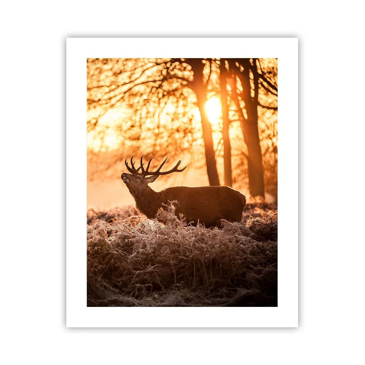 Affiche - Poster - Le rêve d'un chasseur - 40x50 cm